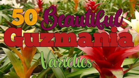 50 Beautiful Guzmania Varieties With Their Names | Plants ...