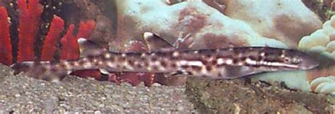 Bali Catshark | It's Nature - Fish