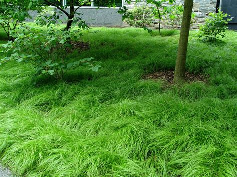 Pennsylvania Sedge | Plant Profile | Sylvan Gardens Landscape Contractors