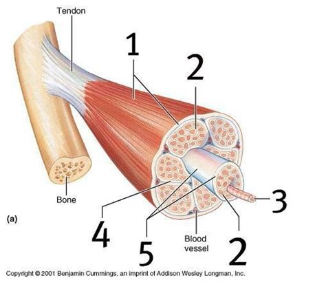 Muscular system Diagram | Quizlet