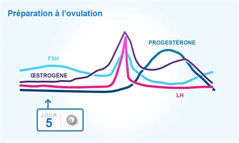 Cycles menstruels et ovulation | Clearblue