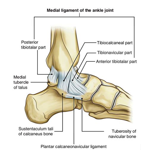 Ankle Joint (Talocrural Joint) – Earth's Lab