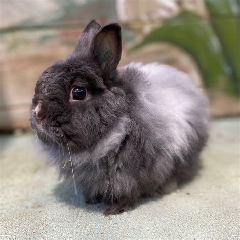 Lavender - Female Jersey Wooly Rabbit in VIC - PetRescue