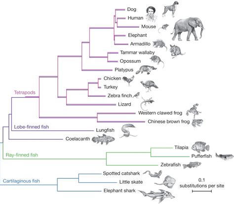 the life cycle of an elephant and other animals