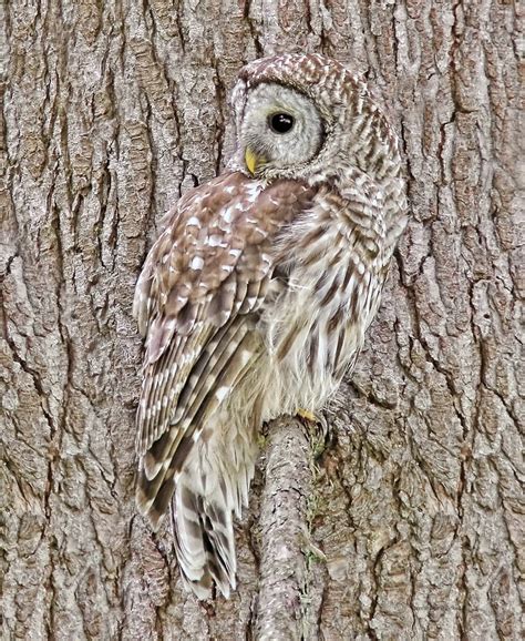 Barred Owl Camouflage Photograph by Jennie Marie Schell - Fine Art America