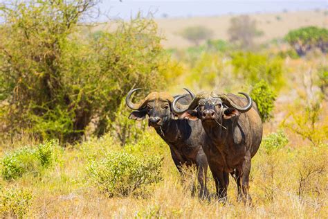 Attractions in Tsavo East National Park | Explore Tsavo East National Park