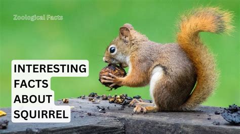 Amazing Squirrel Facts You Didn't Know! | Fun and Fascinating ...