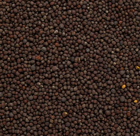 Organic Black Mustard Seeds: High Quality Organic Whole Seeds