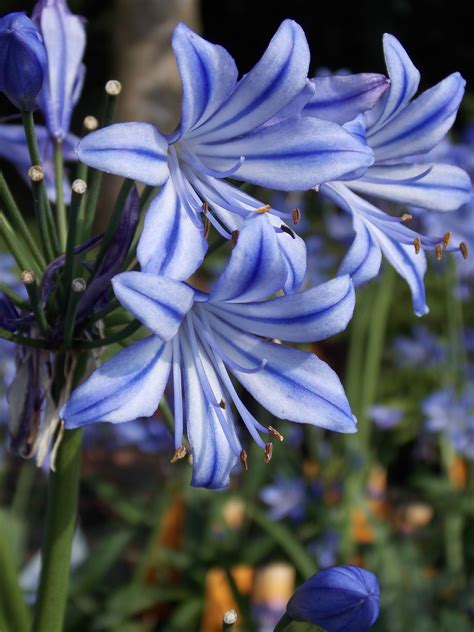 Agapanthus Charlotte - Pack of Two Plants | Garden flower beds, Flowers perennials, Beautiful ...