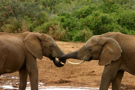 File:Elephant mating ritual 3.jpg - Wikimedia Commons