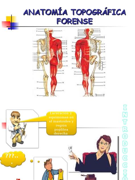 Ppt Anatomia Topografica Forense Dokumen Tips | The Best Porn Website