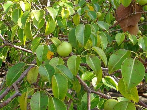 The Manchineel Tree - Owlcation