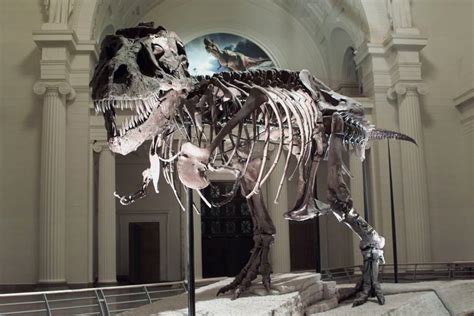 Famous Dinosaurs - Fossils and Paleontology (U.S. National Park Service)