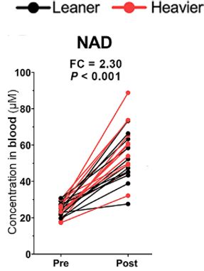 NAD+ Supplement Increases Muscle Mitochondria and Beneficial Gut ...