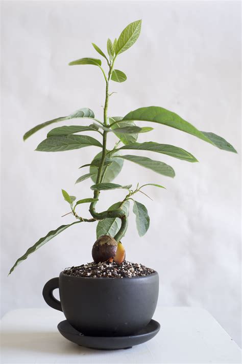 file.php 3 264×4 896 pixels | Avocado plant, Bonsai plants, Plants