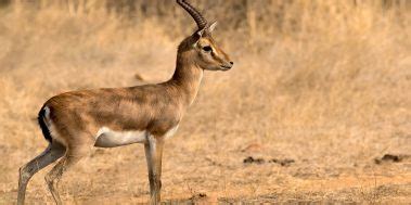 Indian Gazelle | Endangered Chinkara Deer | Facts | Habitat