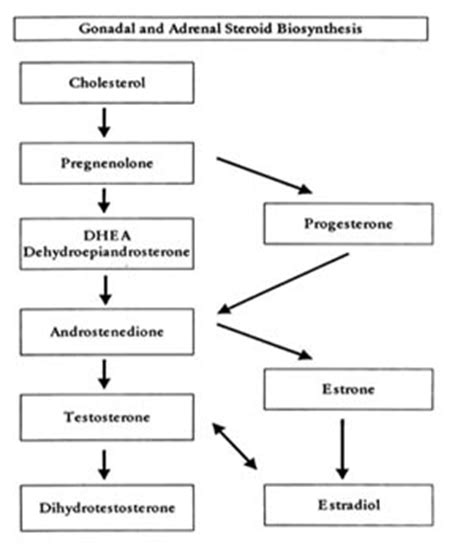 Understanding Your Hormone System