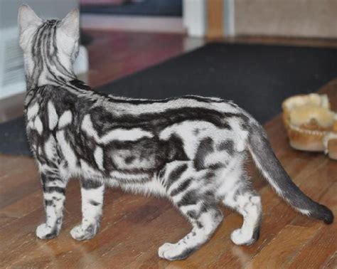 silver marble bengal … (With images) | Bengal kitten, Bengal kittens ...