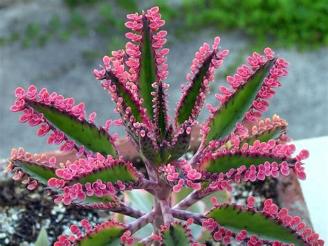 Kalanchoe 'Pink Butterflies' - World of Succulents