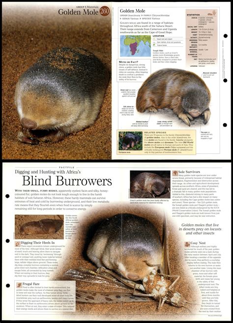 Golden Mole #260 Mammals - Discovering Wildlife Fact File Fold-Out Card