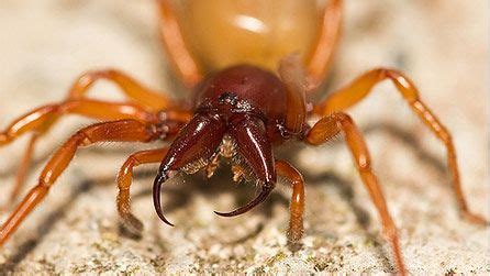 Non-aggressive Woodlouse Spider