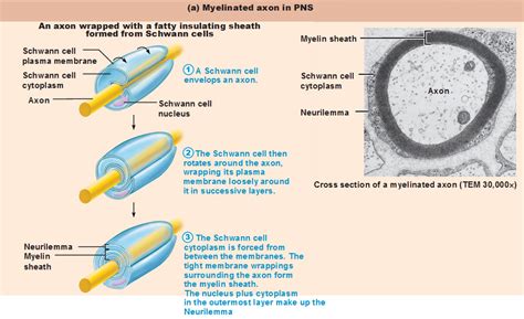 Fundamentals of the Nervous System and Nervous Tissue