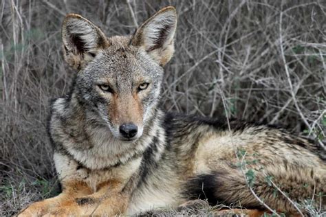 Coyotes in Texas: Examining Distribution And Impact