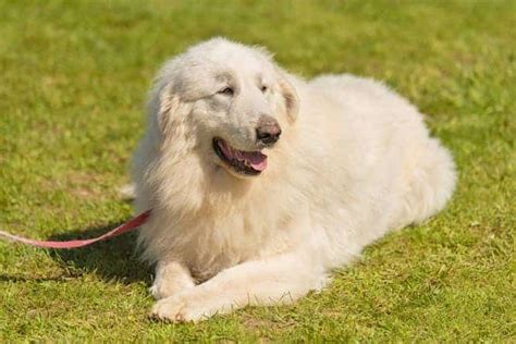 Great Pyrenees Temperament and Puppy Info (Price, Breeders, etc)