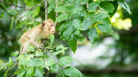 A Baby Monkey Sits on a Ratchaphruek Tree in a Tropical Forest Stock ...