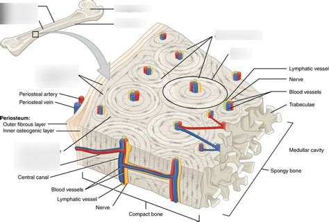 Compact and Spongy Bone Diagram | Quizlet