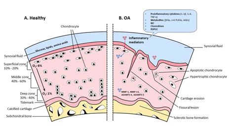 Articular Cartilage Histology