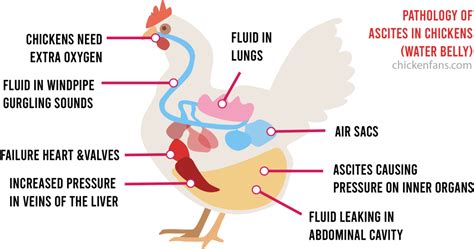 Water Belly in Chickens: Symptoms & Treatment of Ascites | Chicken Fans