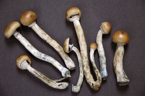 Scientists think shrooms might be a cure for drug addiction and ...