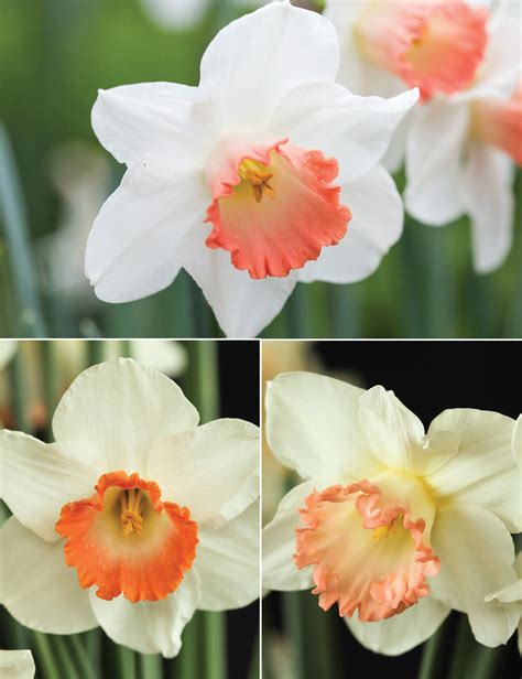 Pink Daffodils Collection - Tesselaar