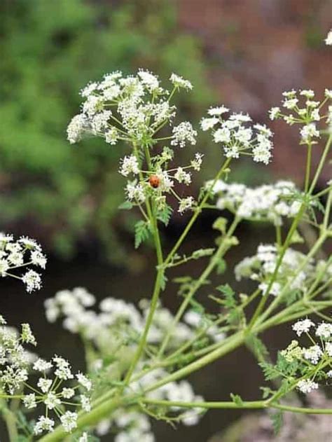 How to Identify Poison Hemlock & Look-alikes - Grow Forage Cook Ferment