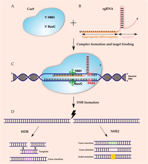 Gene Therapy - Creative Diagnostics