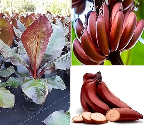 Green view" Rare Red banana plant/Red dacca Tissue Culture Original"Grafted hybrid fruit plant ...