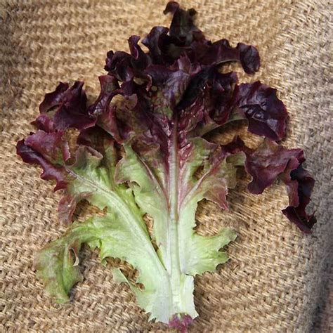 Organic Red Oakleaf Lettuce Seed - 500 mg ~300 Seeds - Organic, Heirloom, Open Pollinated, Non ...