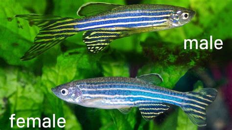 Zebrafish Rock! on Twitter: "Did you know #zebrafish can change sex as adults? Females that no ...