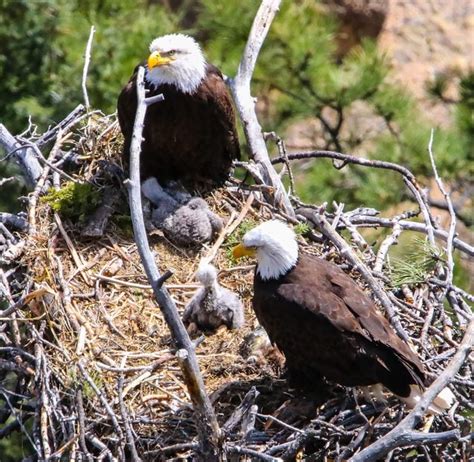 8 Different Kinds of Bird Nests and How to Spot Them - Birds and Blooms