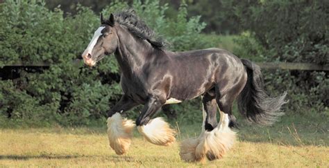 Shire Horse Breed: Profile, Facts, Traits, Diet, Stamina, Care - Mammal Age