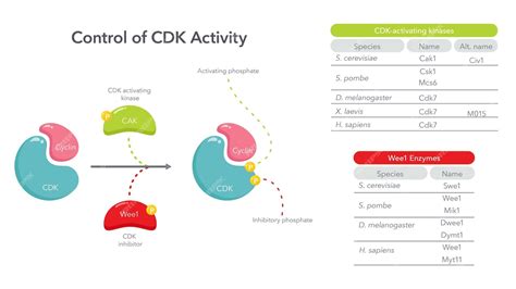 Premium Vector | Control of cdk activity in the cell cycle science ...