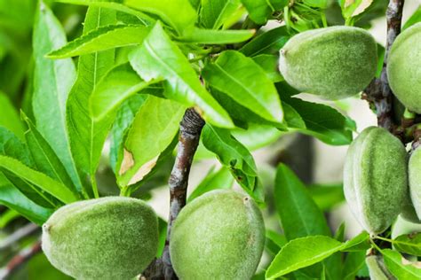 11 Dwarf Fruit Trees You Can Grow in Small Yards