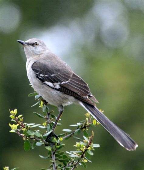 41 best North Texas Birds images on Pinterest | Midland texas, Texas ...