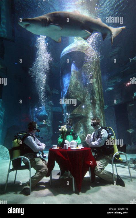 Aquarists at The Sea Life London Aquarium hold a tea party in the Pacific Reef Display shark ...
