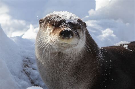 Good-Natured Otter Doesn't Mind a Little Snow on Her Head — The Daily Otter