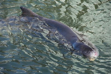 Rare Dwarf Sperm Whale Arrives in Cape Town – National Geographic Blog