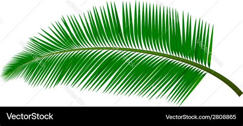 Coconut leaf Royalty Free Vector Image - VectorStock