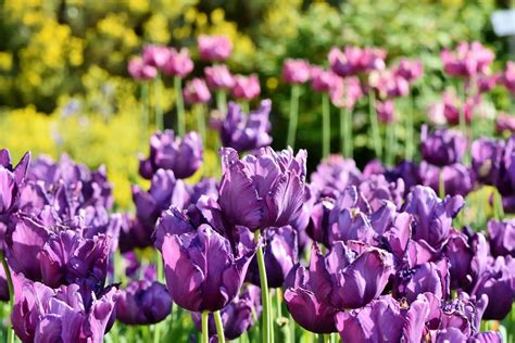 Purple Tulips Meaning ( Secret Meanings & Symbolism ) » Flower Duty