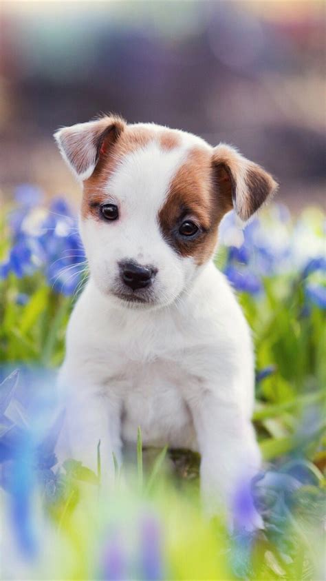 Cute Spring Puppy Wallpapers - Wallpaper Cave